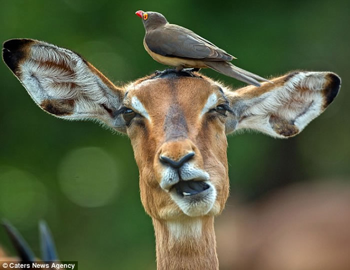 南非克鲁格国家公园红嘴牛椋鸟为黑斑羚挠痒痒