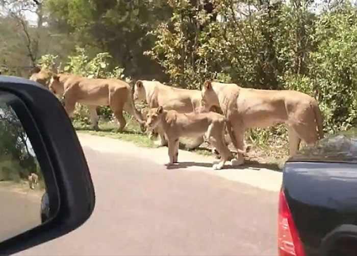 ʨ����ȫû�й�����ͼ��ֻ������;��ת��ͷ������һ�۾ͼ�����ȥ��