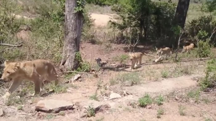 ʨ���������ɢ����