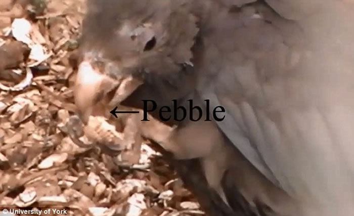 鹦鹉被拍摄到利用石子研磨东西 曾被认为是独特的人类活动