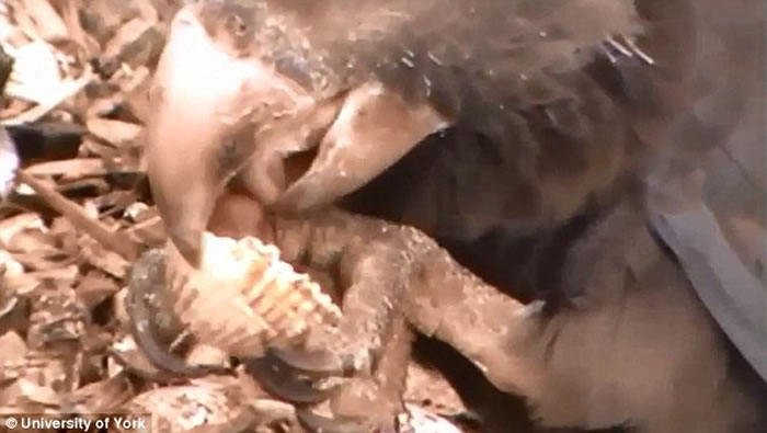 鹦鹉被拍摄到利用石子研磨东西,曾被认为是独特的人类活动