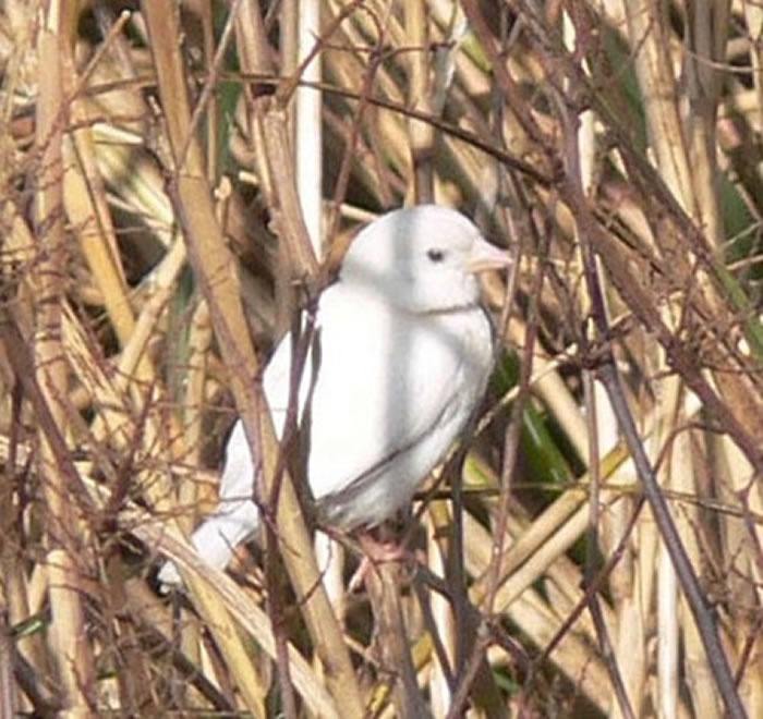 日本高知县宿毛市河岸边发现一只白色麻雀