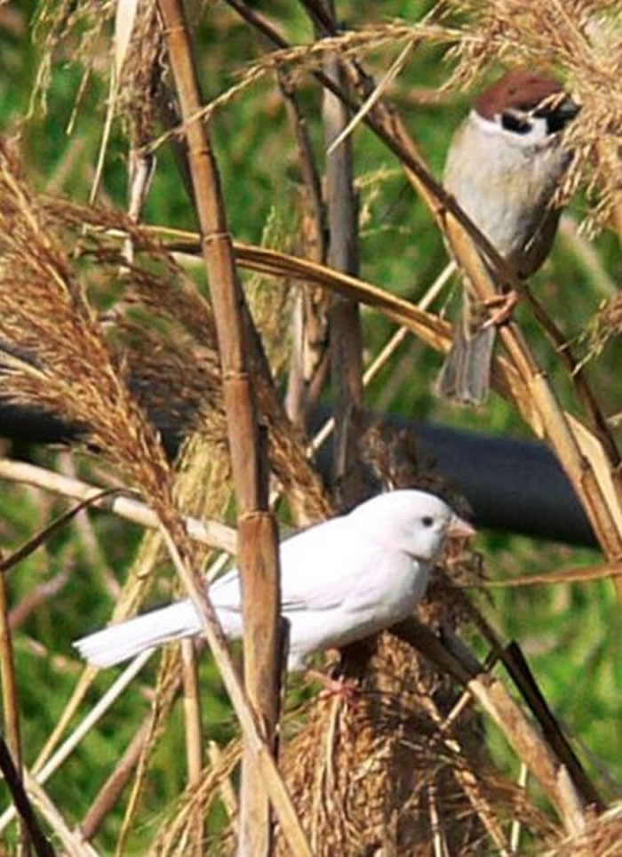 日本高知县宿毛市河岸边发现一只白色麻雀
