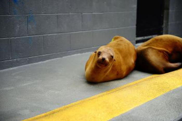 在加州索萨利托海洋哺乳动物中心的康复中的海狮