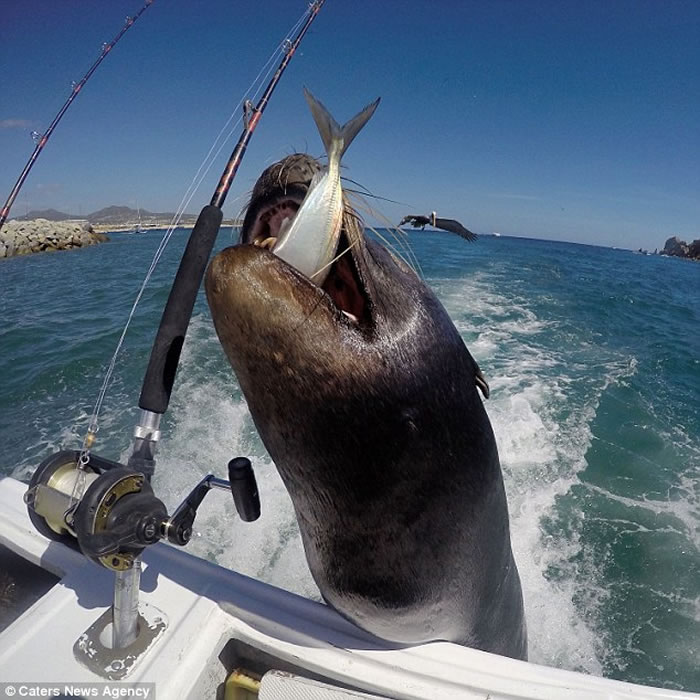 ī�������Ƥ��ʨ���ٺ����� Ҫ����������Ц��