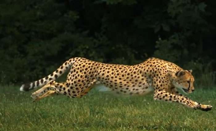 国家地理频道上传超高速拍摄影片:透视猎豹为奔跑而生的身体构造