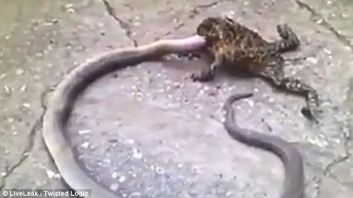 在面临天敌蛇的攻击时,蟾蜍也会做出惊人的反击。