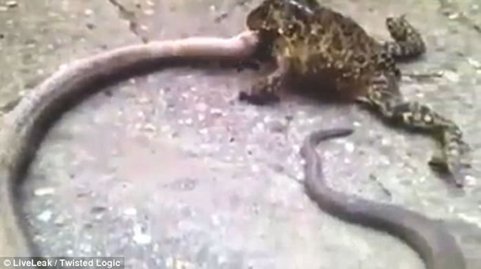 巨蟾死死咬住蛇头,被咬的蛇努力挣扎,扭动着要从蟾蜍口中脱离出来。