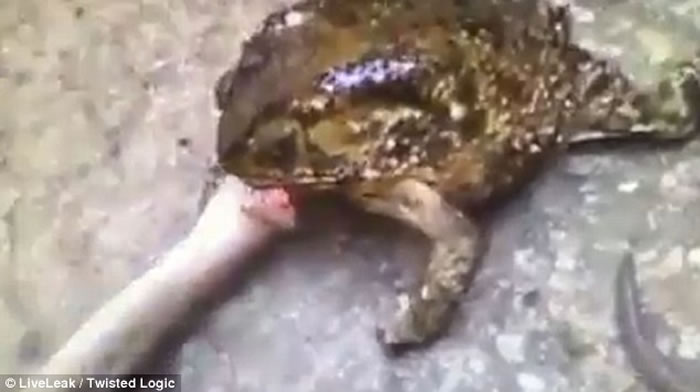 巨蟾死死咬住蛇头,制服了天敌。