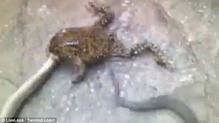 在蛇发动袭击之前,巨蟾蜍先发制人,死死咬住对方。