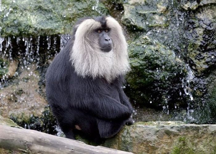 ̩�׶���ͼ������ͬ�����裬���붯��԰��