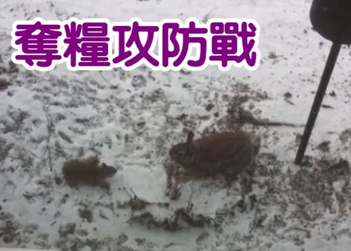 Ϊ������������Ұ�ã��ң�������������һ�����ɹ���ս��