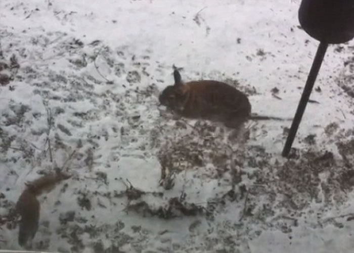 Ұ�ã��ң���ε�������ͼ��������