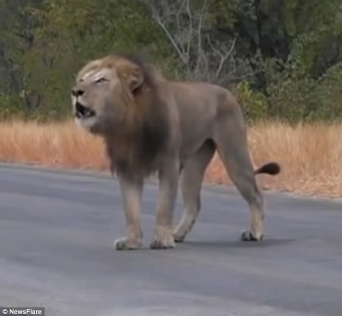 非洲狮子疑被战胜后对镜头“哭泣”