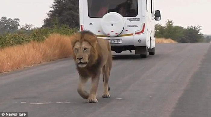 非洲狮子疑被战胜后对镜头“哭泣”