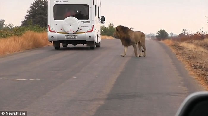 非洲狮子疑被战胜后对镜头“哭泣”