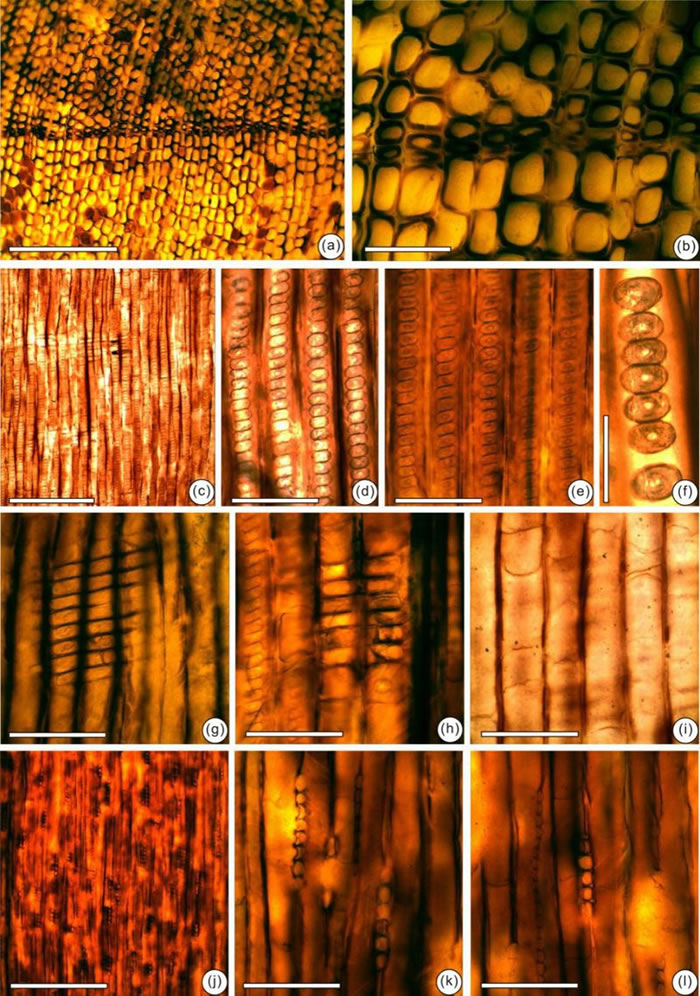 ������������٪�޼ͷ��ֵ������ľ��ʯ�����ʹ�������