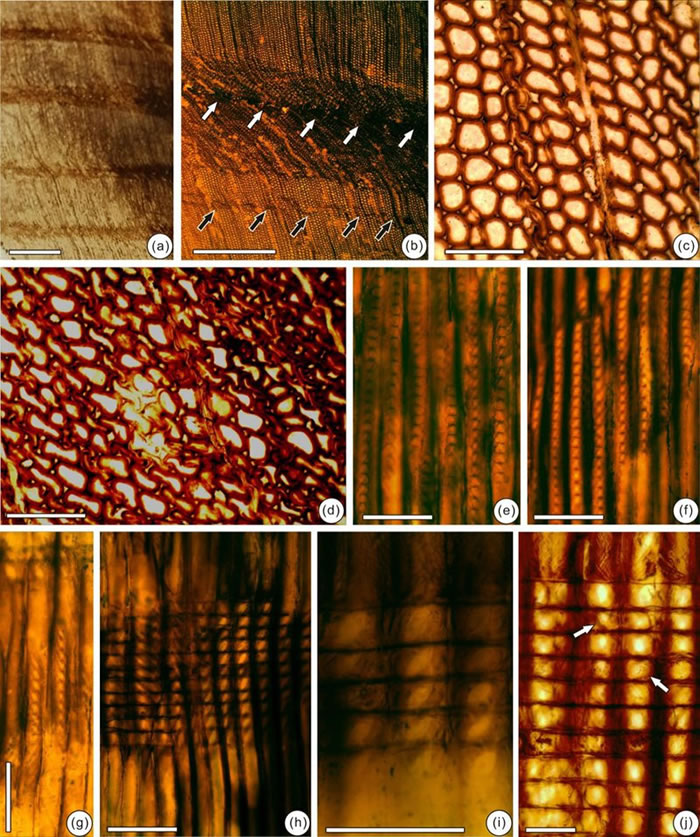 ������������٪�޼ͷ��ֵ�ԭʼ����ɼ��ľ�����֣�ľ��ʯ������ʹ�������