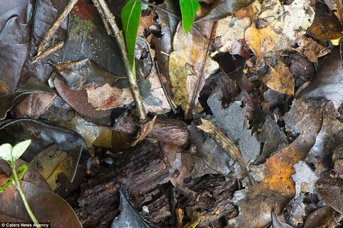 Ӣѧѧ˹ӵ׽ȻеƬ