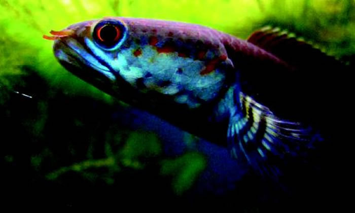 喜马拉雅山地区,会“走路”的蛇头鱼