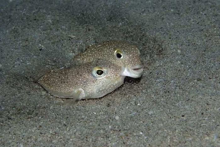 日本沿海:海底的河豚鱼“艺术家”