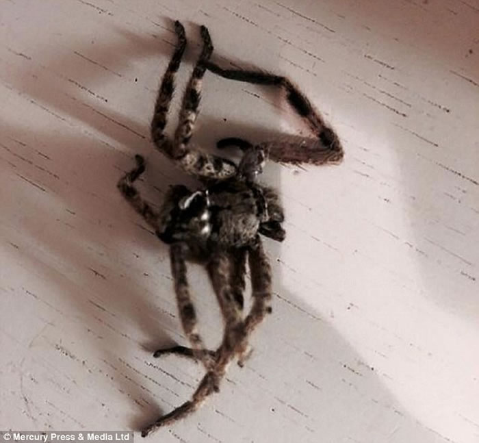 Ӣ��Ů�Ӱ��㽶ʱ���ִ�֩��ʬ��