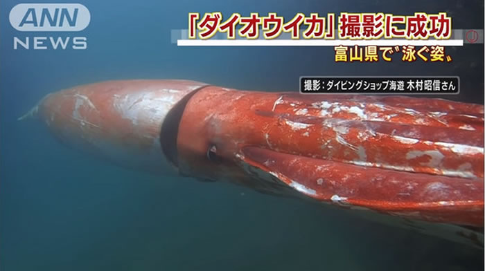 日本富山县港湾捕捉到红色大王乌贼的珍贵画面