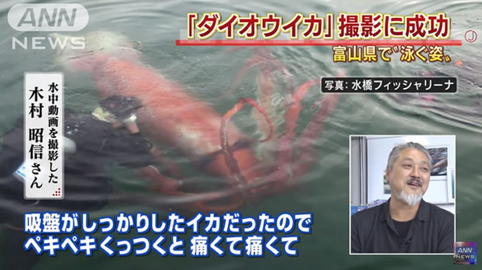 日本富山县港湾捕捉到红色大王乌贼的珍贵画面
