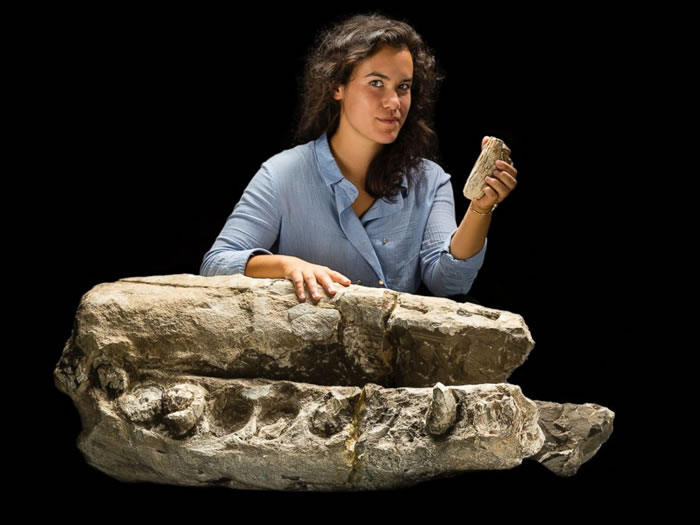 研究学者Alex Boersma站在Albicetus mxymycterus化石标本旁边,手持一颗牙齿。据悉,此化石可追溯到1,400-1,600万年前。