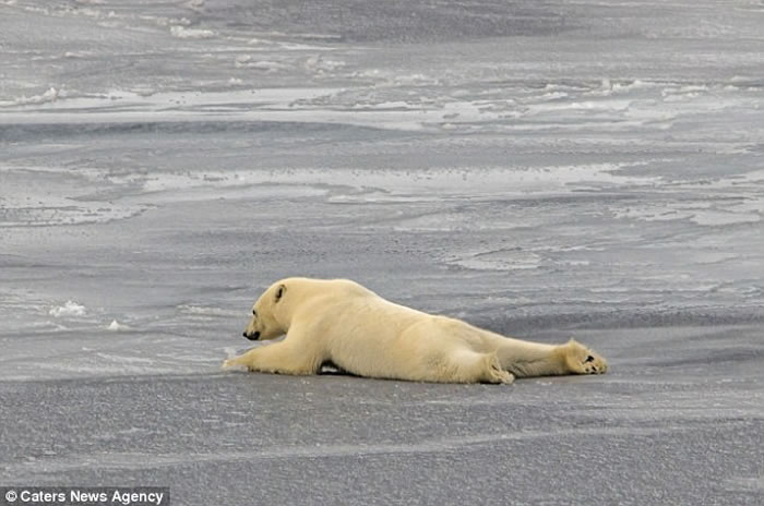 加拿大北极群岛北极熊展现机智:平铺身体借腹部滑过薄冰