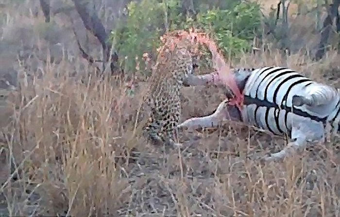 �������������ȷ�Ѫ�ꡣһֻ�Ա�����ҧסһֻ�����������ʺ��ѪҺ�籡���������������ۡ�