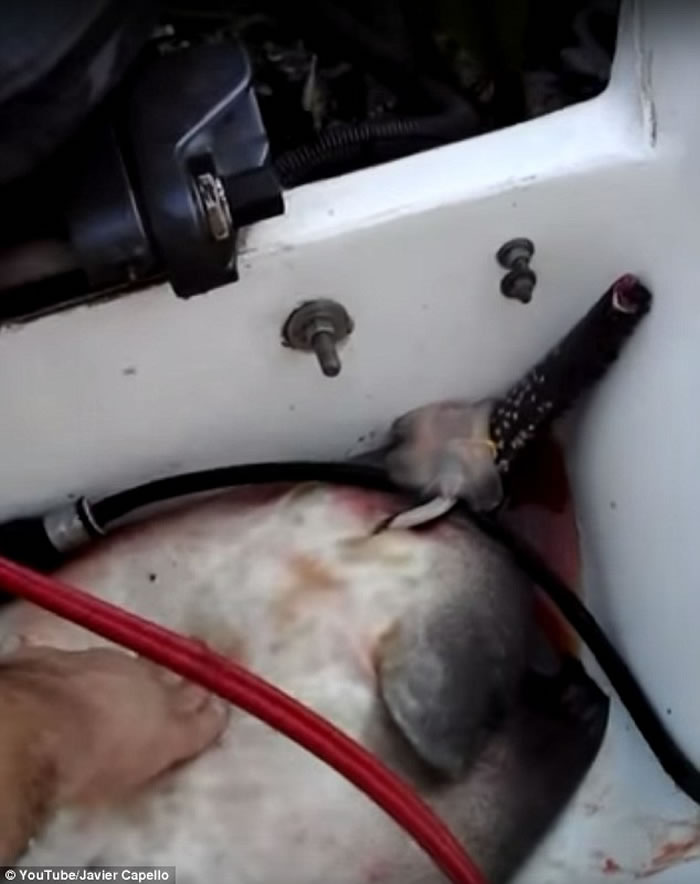 ������Ĵ��Ի��������洬�ϳ�������֢״����������