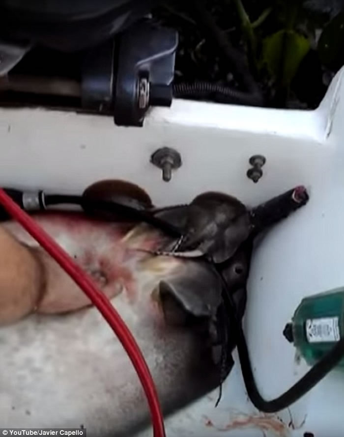 ������Ĵ��Ի��������洬�ϳ�������֢״����������