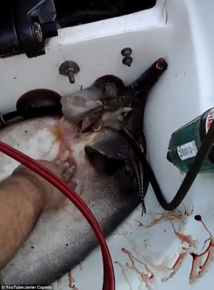 ������Ĵ��Ի��������洬�ϳ�������֢״����������