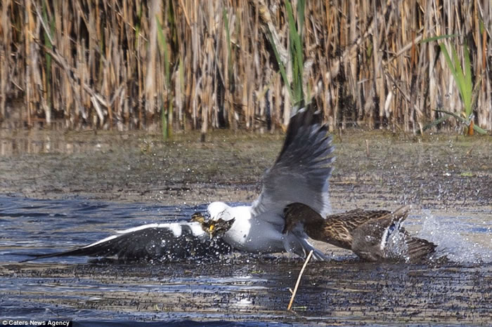 英国剑桥郡私人保护区内母野鸭与海鸥低空混战夺回小野鸭
