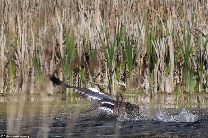 英国剑桥郡私人保护区内母野鸭与海鸥低空混战夺回小野鸭