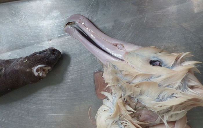 ��������������һֻ��ʳ�������ȥ��������