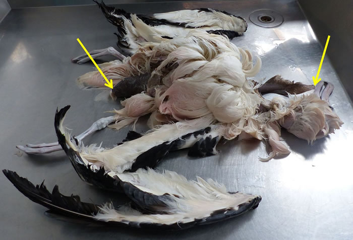 ��������������һֻ��ʳ�������ȥ��������