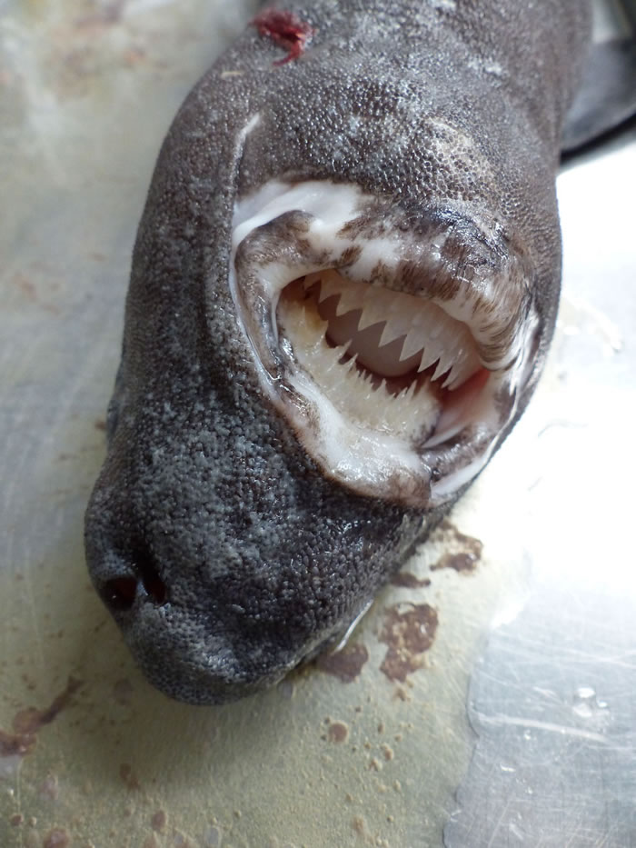 ��������������һֻ��ʳ�������ȥ��������