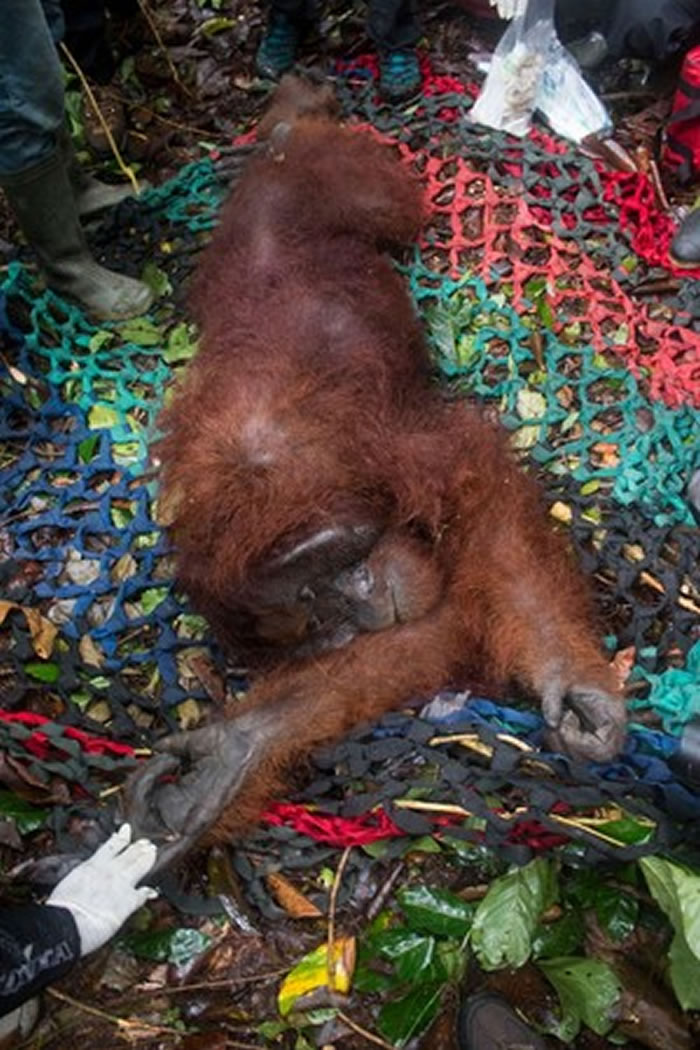 印尼红毛猩猩被救出森林大火后用仅存的力气向搜救员伸出手表达感谢