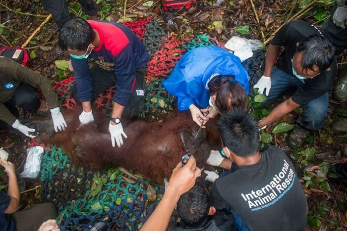 救援人员在帮它进行简单的身体检查
