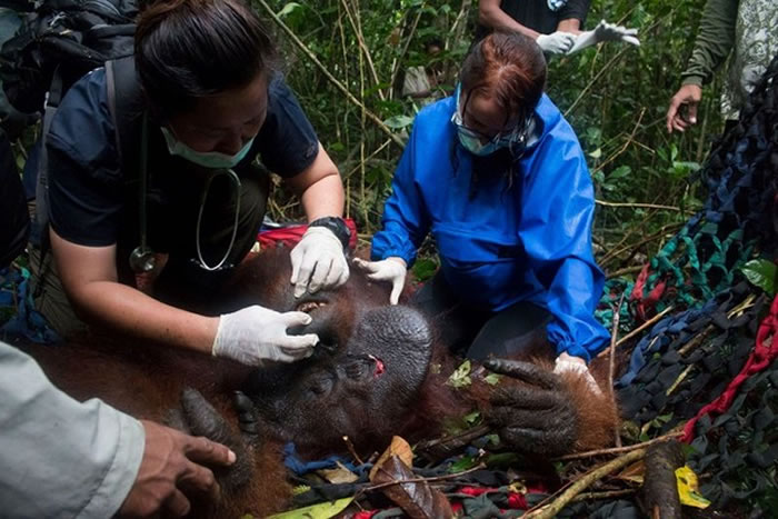 詹布非常幸运逃出火海,但也已经没有力气再自行去寻求帮助,直到搜救员拍拍它说「你安全了」,詹布才放松下来