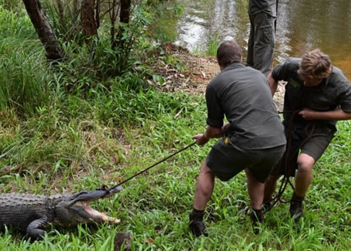 职员前往收集贝齐产下的蛋