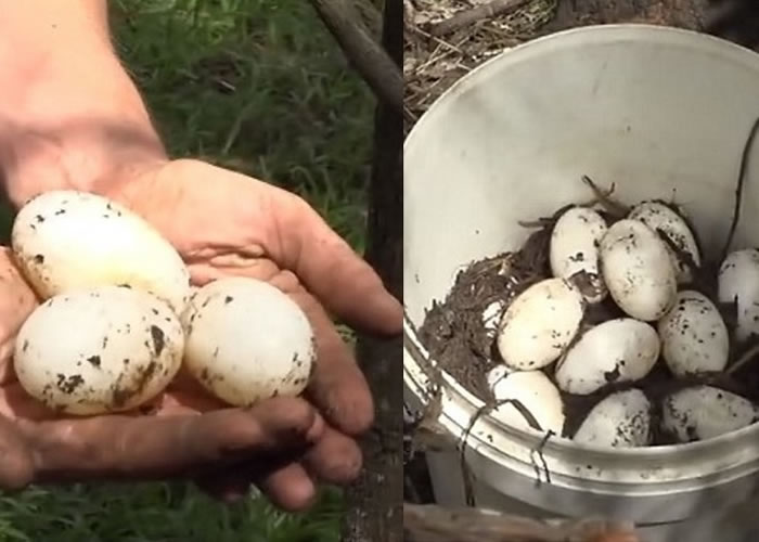 贝齐一共产下51只鳄鱼蛋