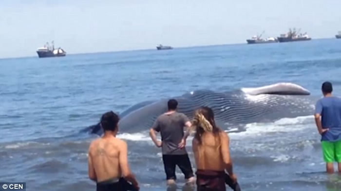 20米巨型鲸鱼在智利海岸搁浅后奄奄一息 当地民众齐心合力成功拖进海里