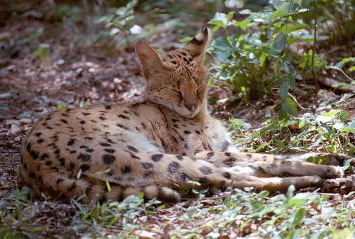 新研究发现澳大利亚野猫主要是欧洲“移民”的后裔