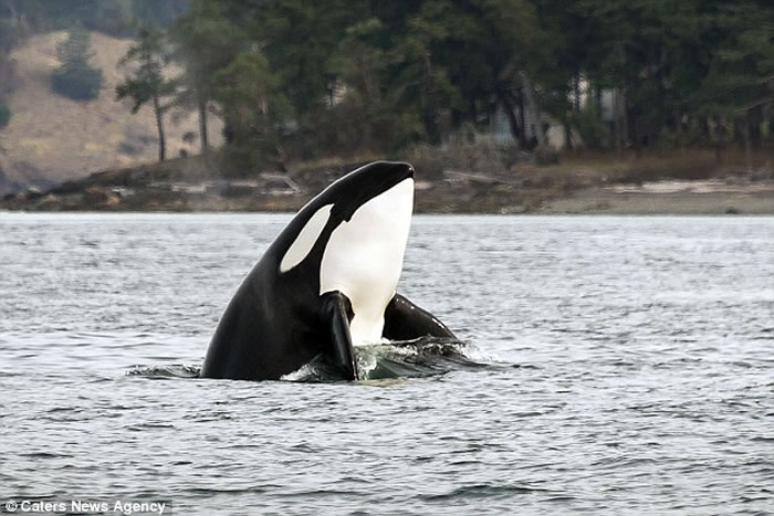 美国华盛顿州圣璜岛虎鲸为捕捉海豚纵身跃起在海平面上划出一道弧线