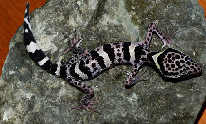 2015ŷֵĹܿܳΪҵĿꡣ