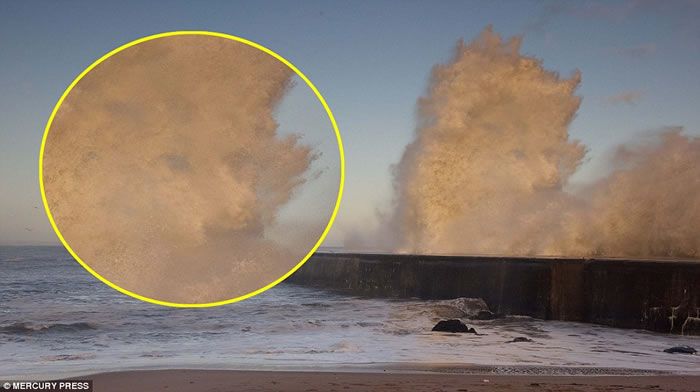 �������۵�һֻ��