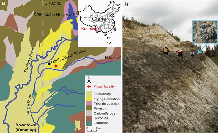 云南昆明发现迄今约有260万年的世界上最早桃核化石——昆明桃